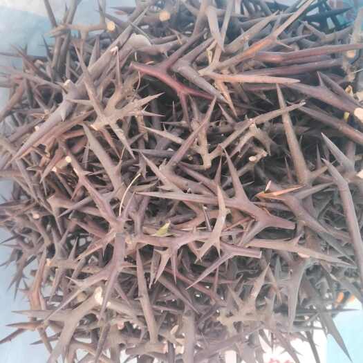 临沂皂角刺山东临沂产地直销