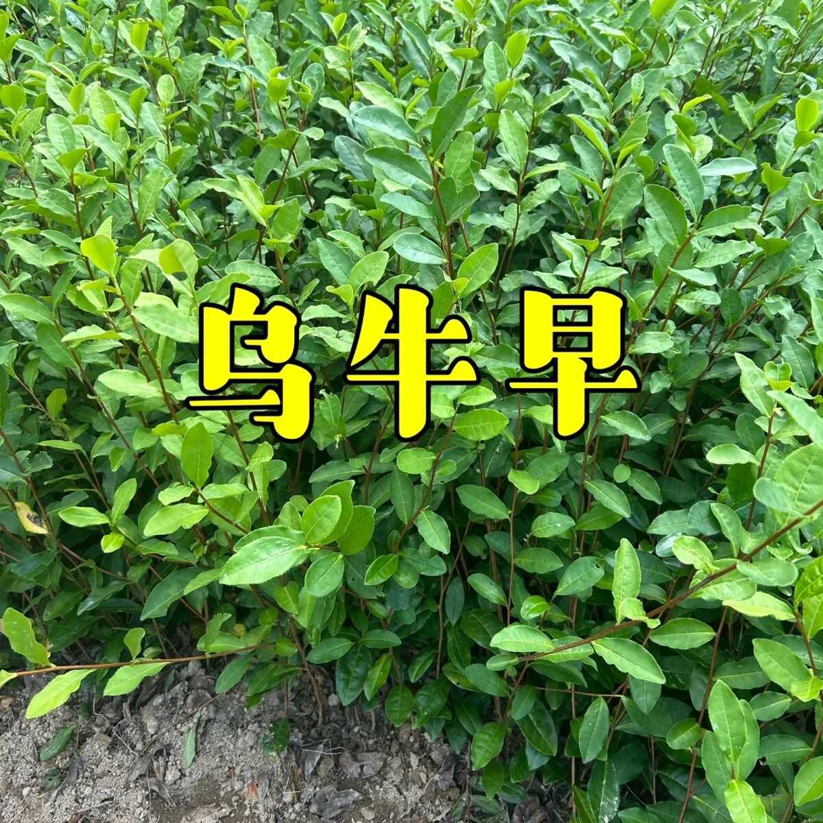 龙井43号茶树苗  茶叶苗 无性繁殖茶树苗 龙井43