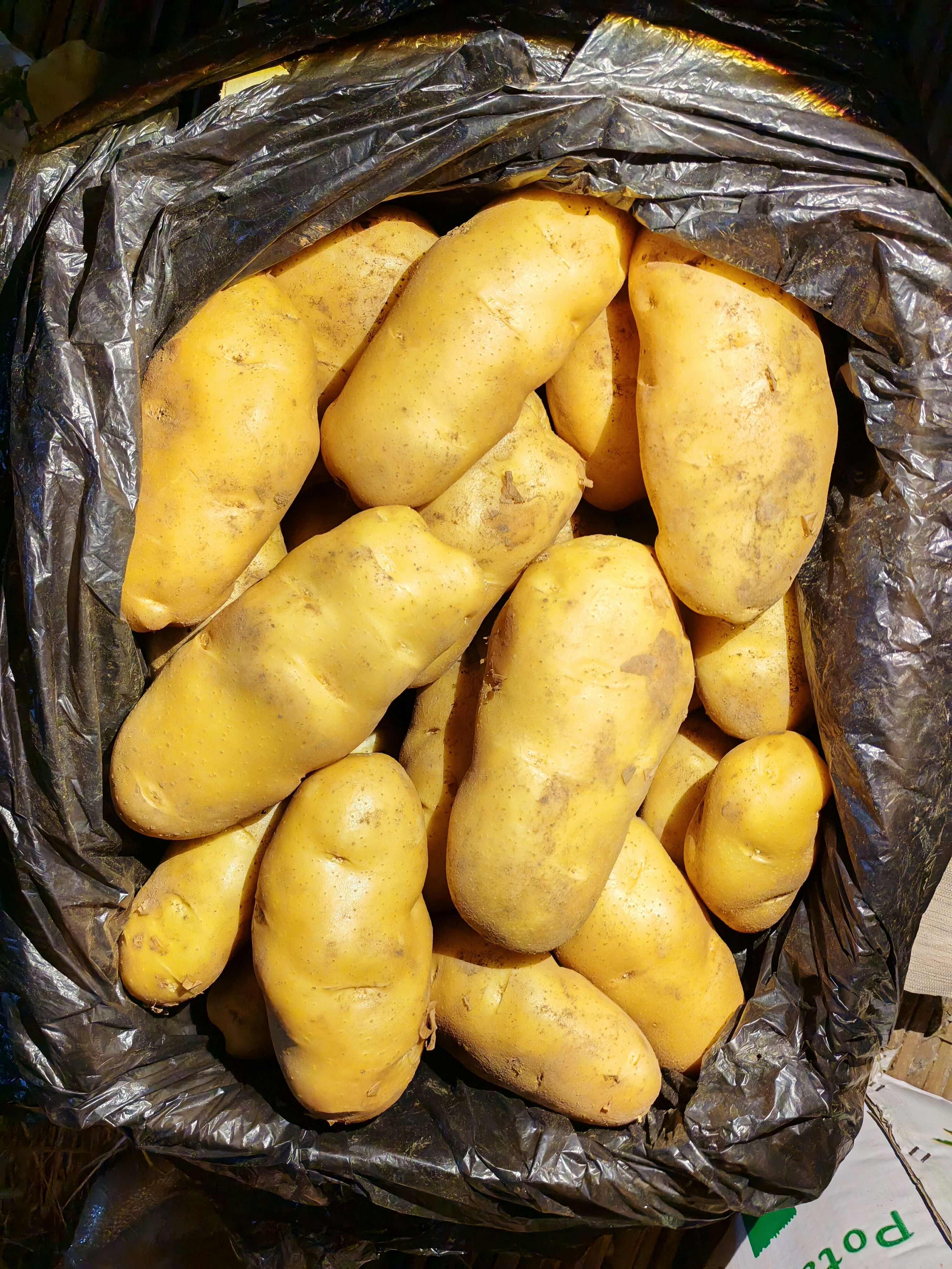山东土豆内蒙土豆，济南，平阴土豆大量批发价格实惠。