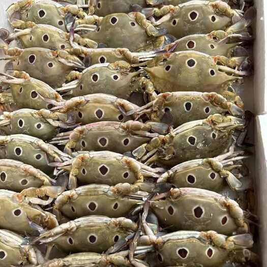 重庆市三点蟹