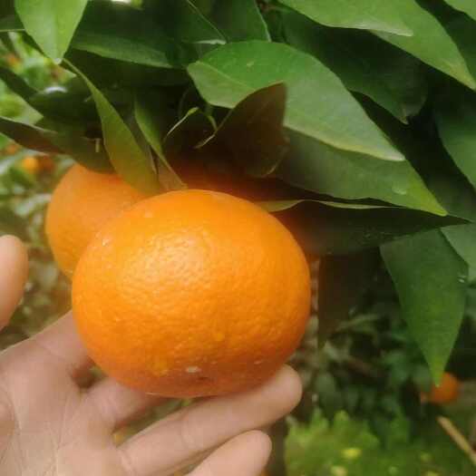 资阳沃柑