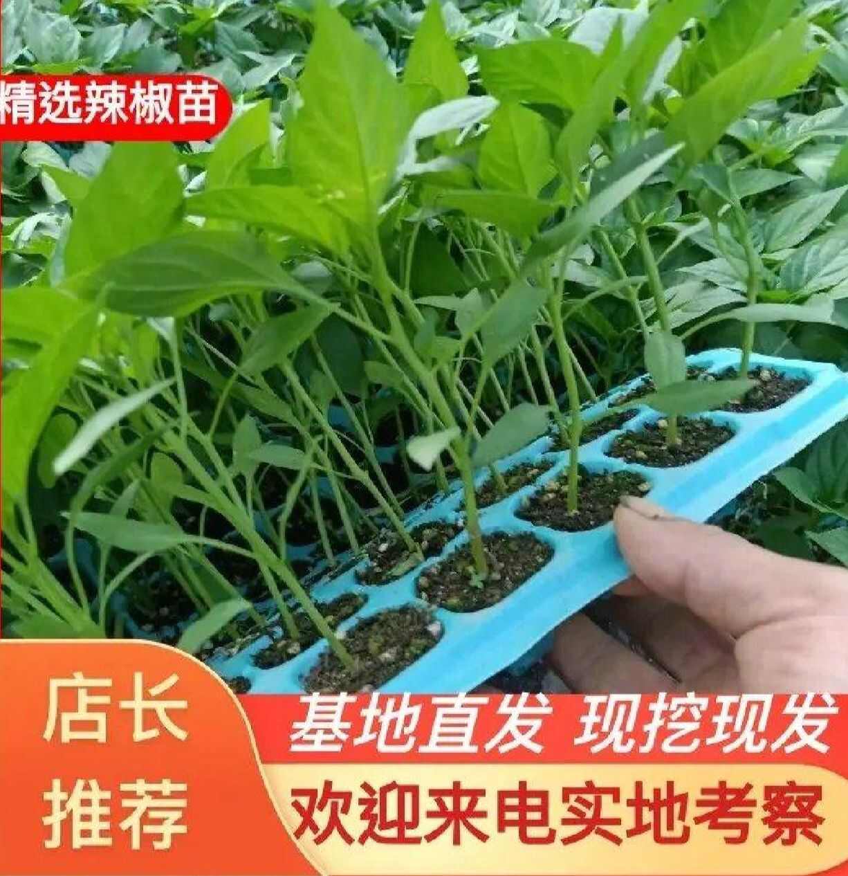 湖南邵阳绥宁辣椒线椒螺丝辣椒苗辣椒苗多果抗病性强辣椒苗