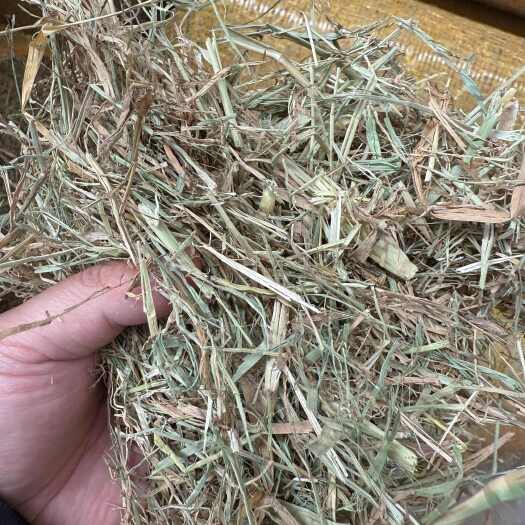 蚌埠干稻草，过风选+过筛，包无土无霉，质量上乘