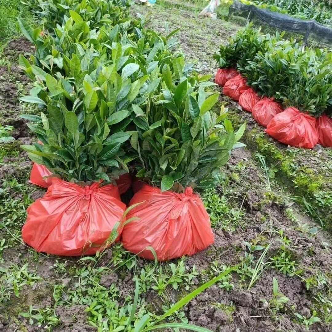 龙井43号茶树苗  茶叶苗 无性繁殖茶树苗 龙井43