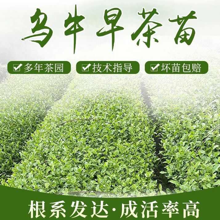 龙井43号茶树苗  茶叶苗 无性繁殖茶树苗 龙井43