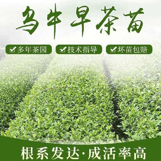 龙井43号茶树苗  茶叶苗 无性繁殖茶树苗 龙井43