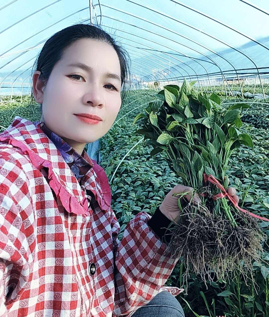 湖南邵阳绥宁辣椒线椒螺丝辣椒苗辣椒苗多果抗病性强辣椒苗
