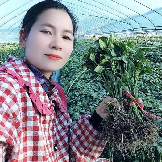 绥宁县湖南邵阳绥宁辣椒线椒螺丝辣椒苗辣椒苗多果抗病性强辣椒苗