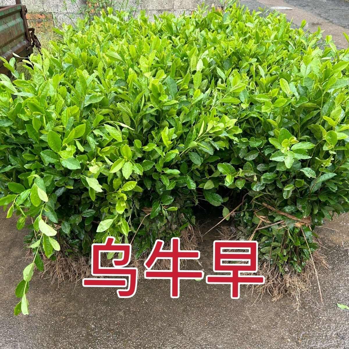 龙井43号茶树苗  茶叶苗 无性繁殖茶树苗 龙井43