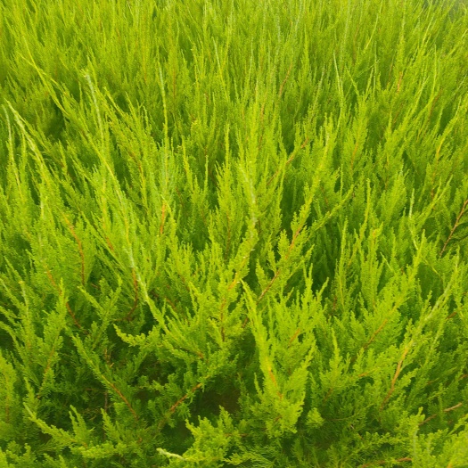 泰安小龙柏，龙柏柱，龙柏球