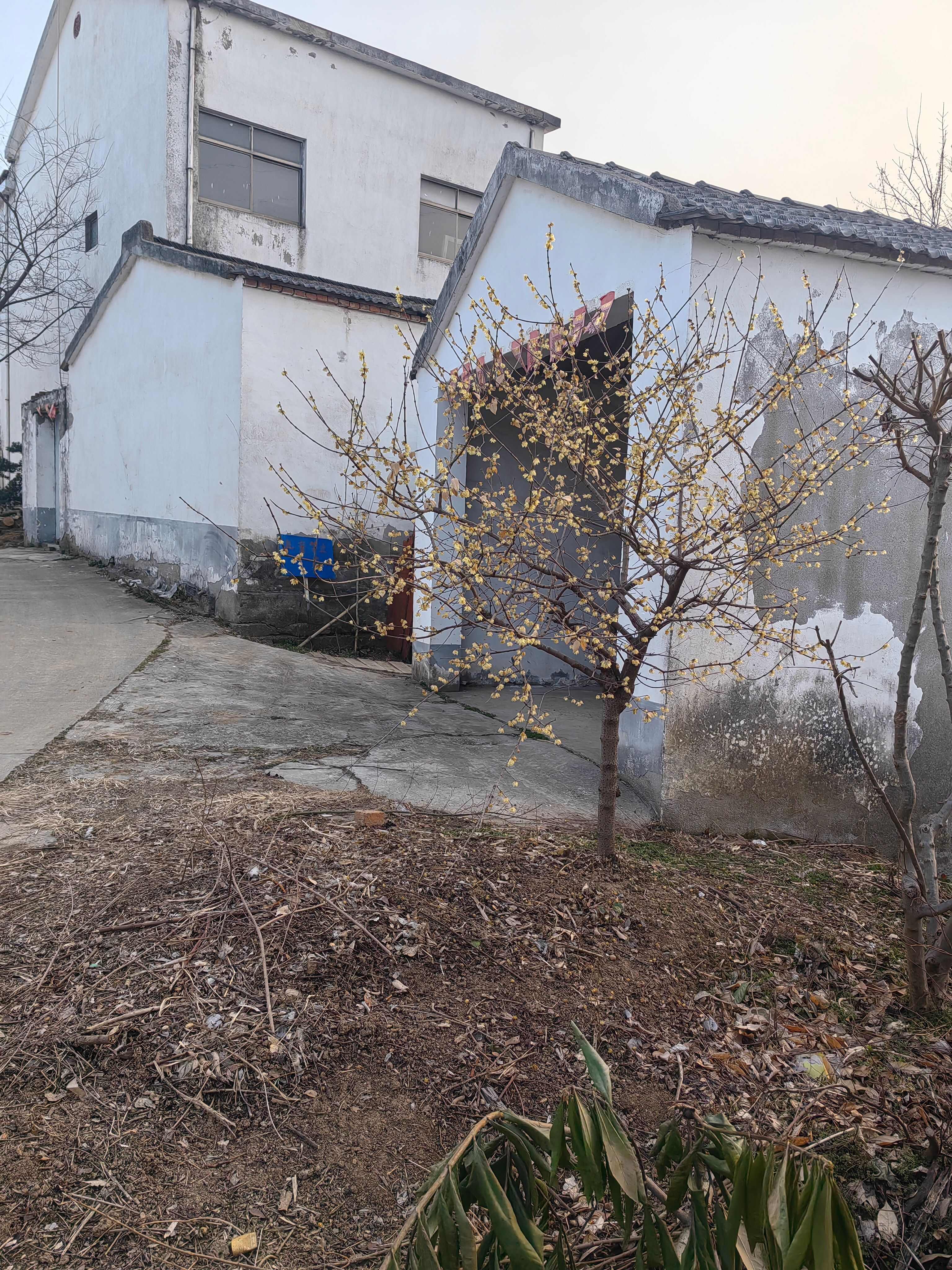 南京腊梅