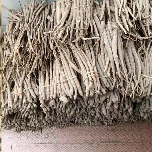 小金县藏甜当归
