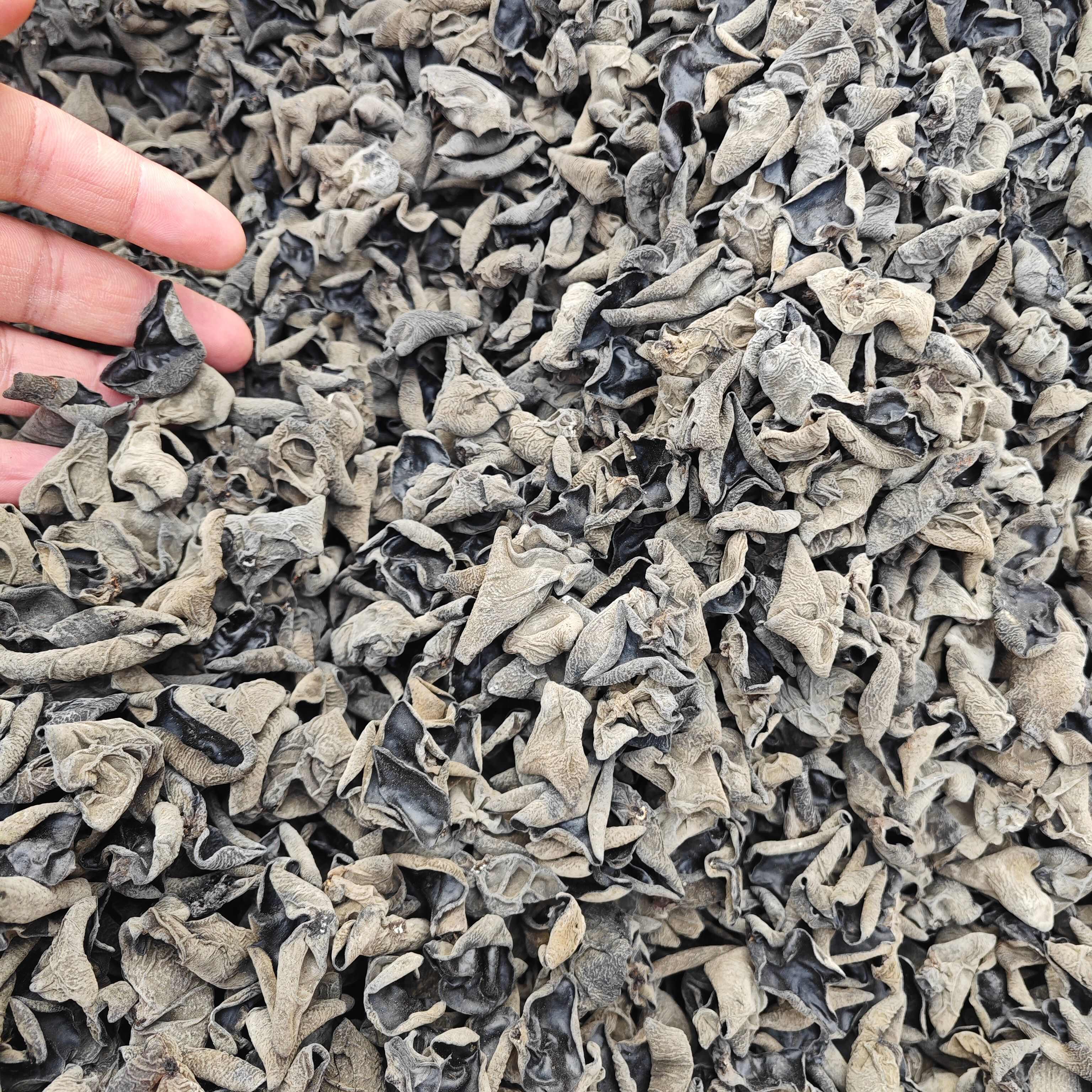 【回购率超高】肉厚东北黑木耳干货秋木耳小碗电商餐饮摆摊可代发