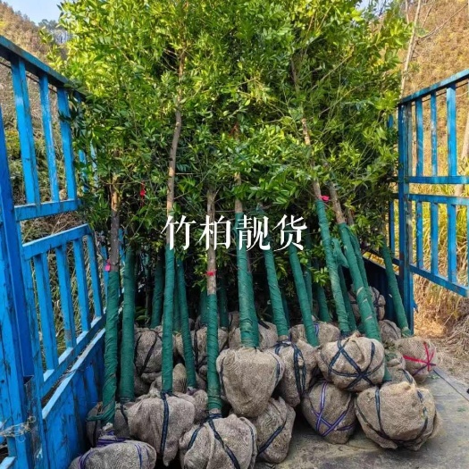 大余县竹柏移栽苗田苗