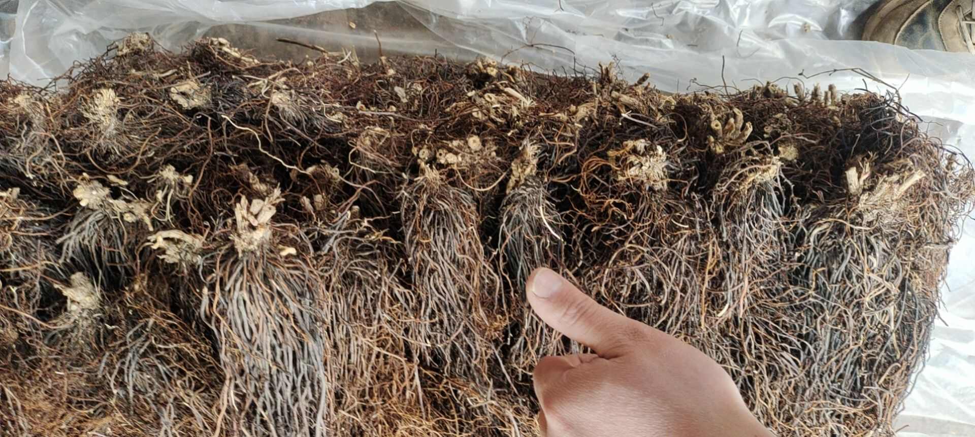 清原县东北水洗滚筒摆盘威灵仙干货大量供应，颜色黑亮，货干，杂质少！
