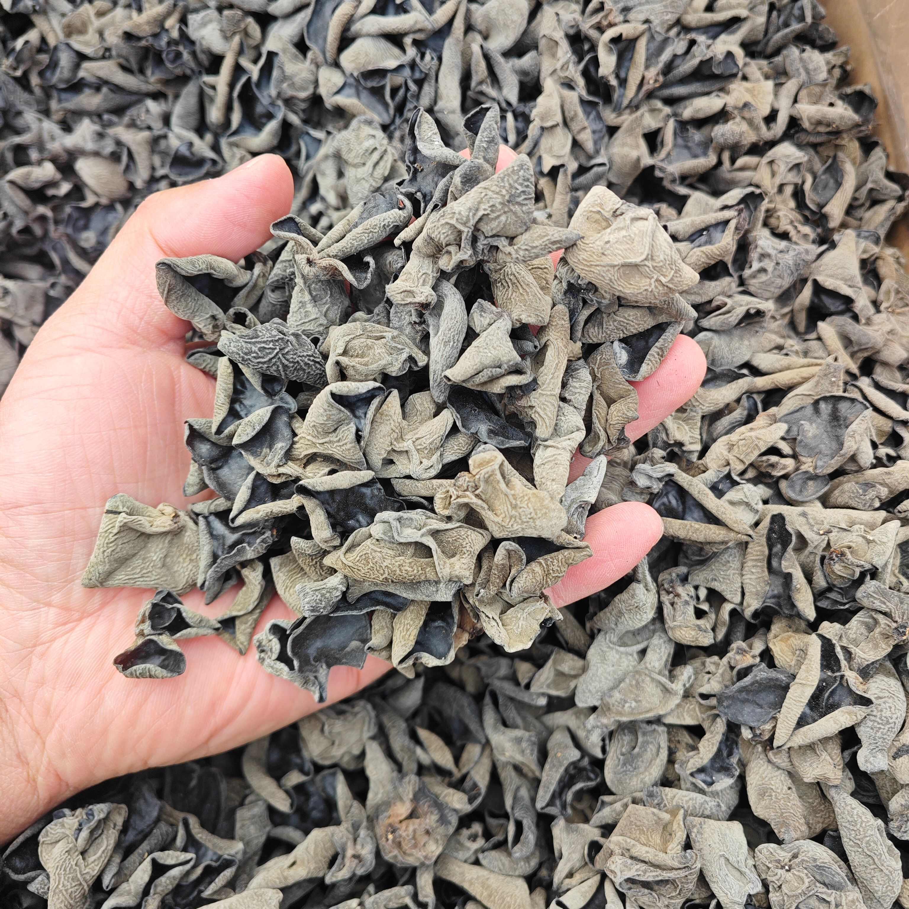 【回购率超高】肉厚东北黑木耳干货秋木耳小碗电商餐饮摆摊可代发