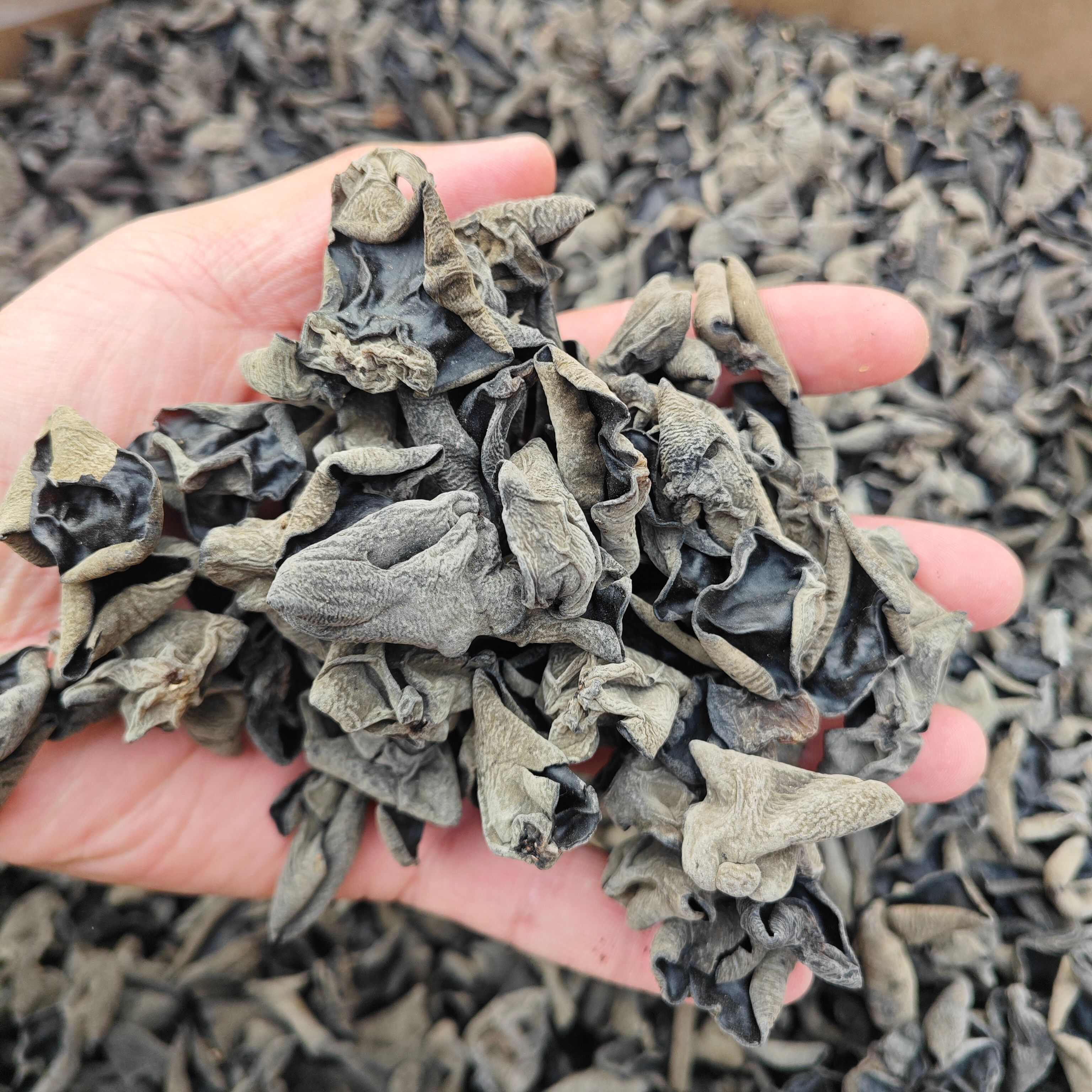 【回购率超高】肉厚东北黑木耳干货秋木耳小碗电商餐饮摆摊可代发