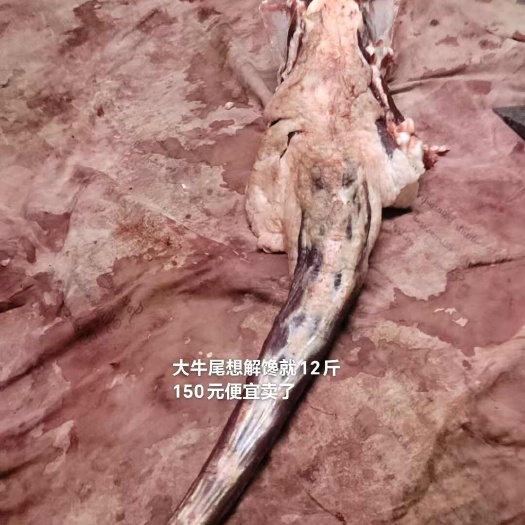 每天有现杀公牛，牛尾。