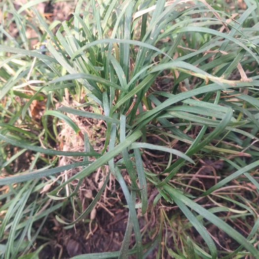 奉节地麦冬原生种苗