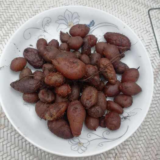 长沙黄皮果
