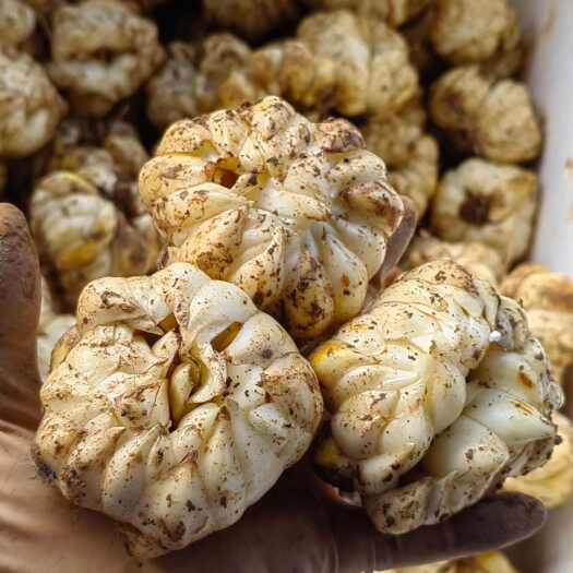 灵川县[热卖]龙牙百合少量中果，100g-150g.货品新鲜白静