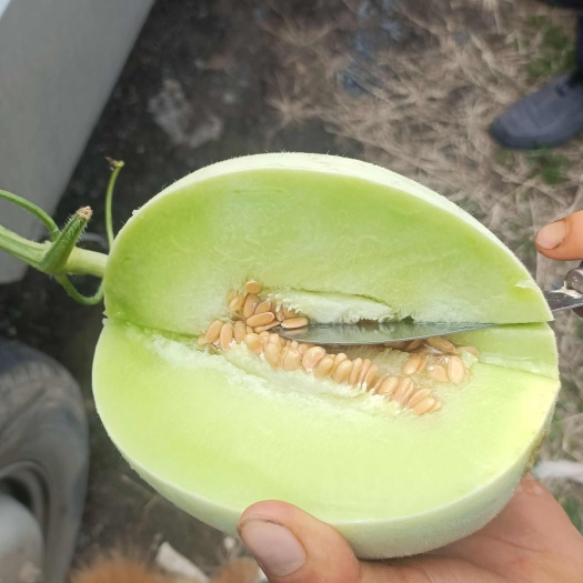 玉菇甜瓜