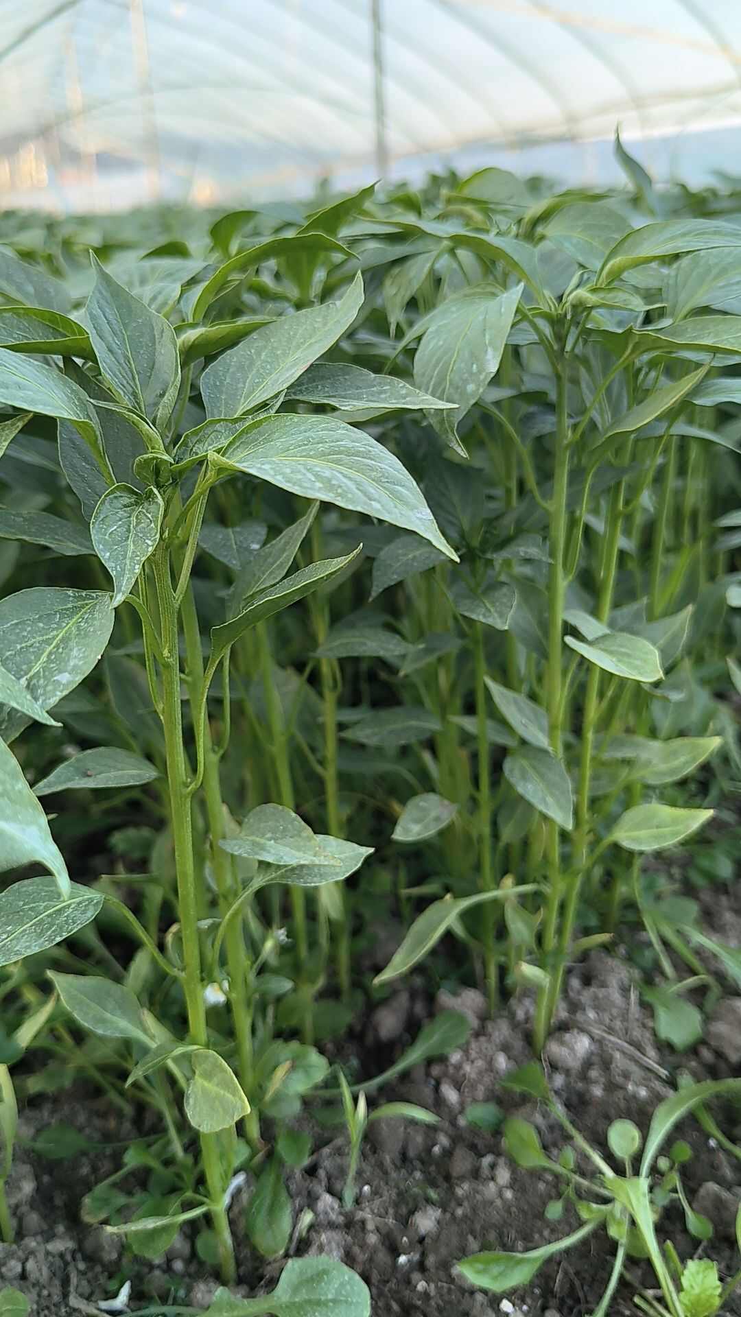 湖南邵阳绥宁辣椒线椒螺丝辣椒苗辣椒苗多果抗病性强辣椒苗