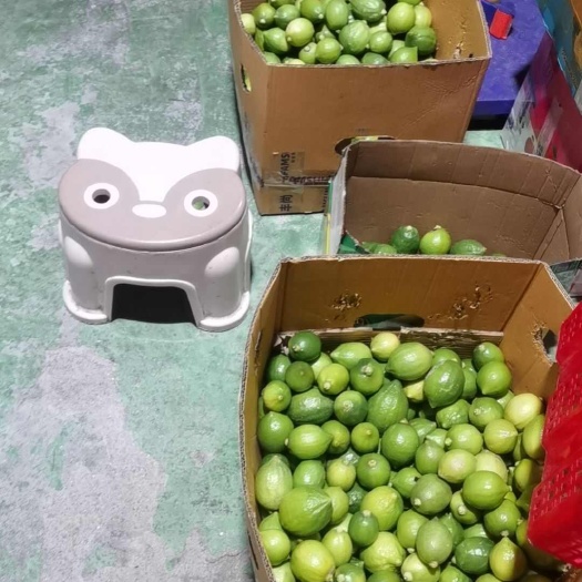 云浮山地老树果广东无籽香水柠檬 果园直发