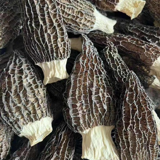 精品头茬羊肚菌新货大量批发