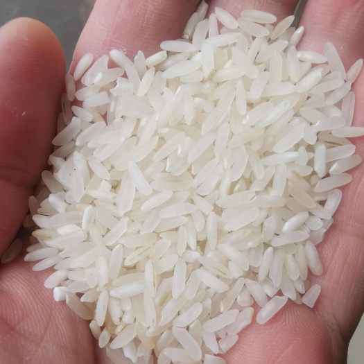 老丰良优米、食堂米，工厂米