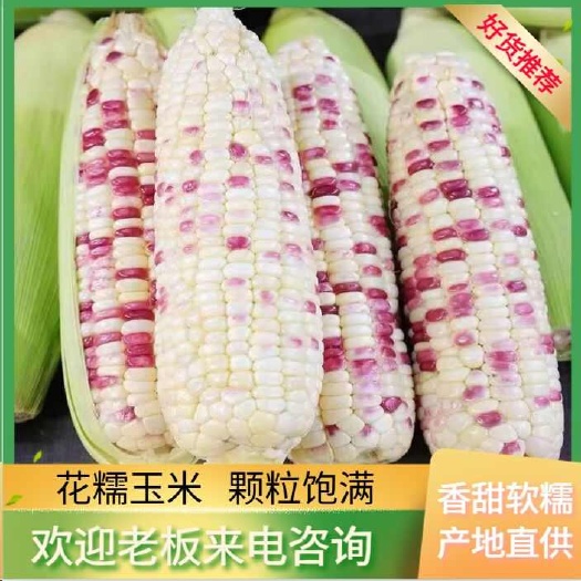 徐闻县花糯玉米 颗粒饱满 产地直供 价格美丽