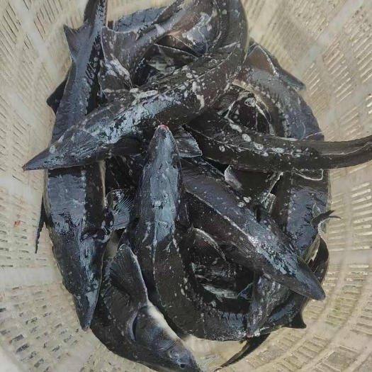 凤冈县鲟鱼