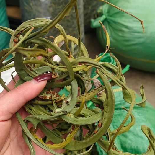昆明化石草