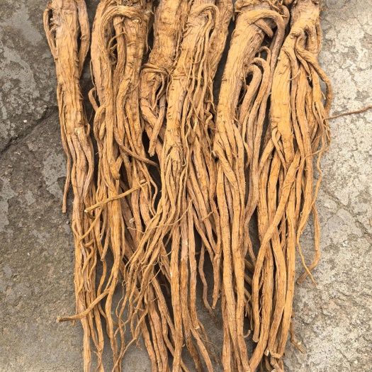 甘肃水洗独活