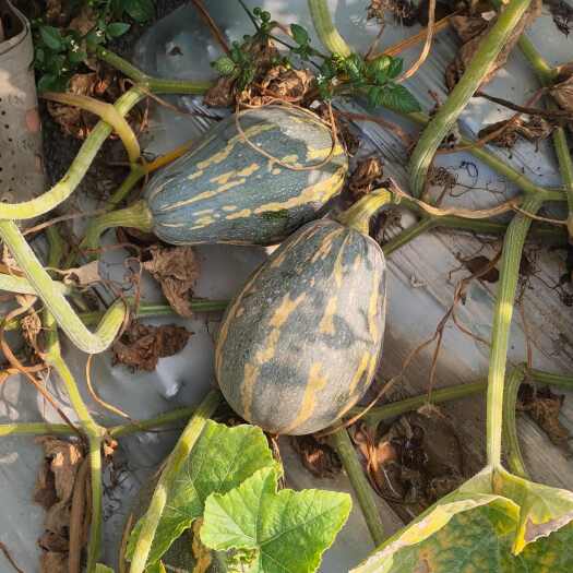高州市香芋南瓜