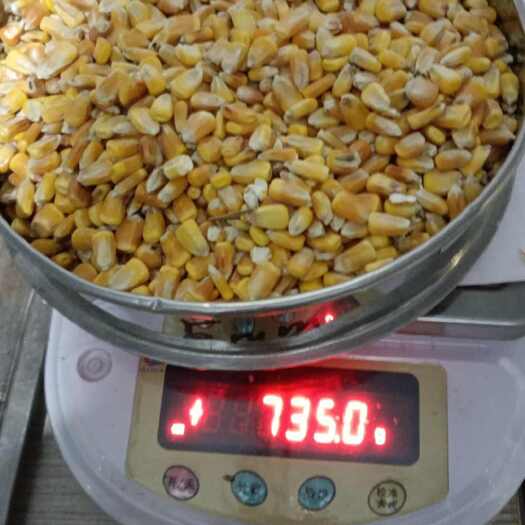 尼勒克县新疆玉米