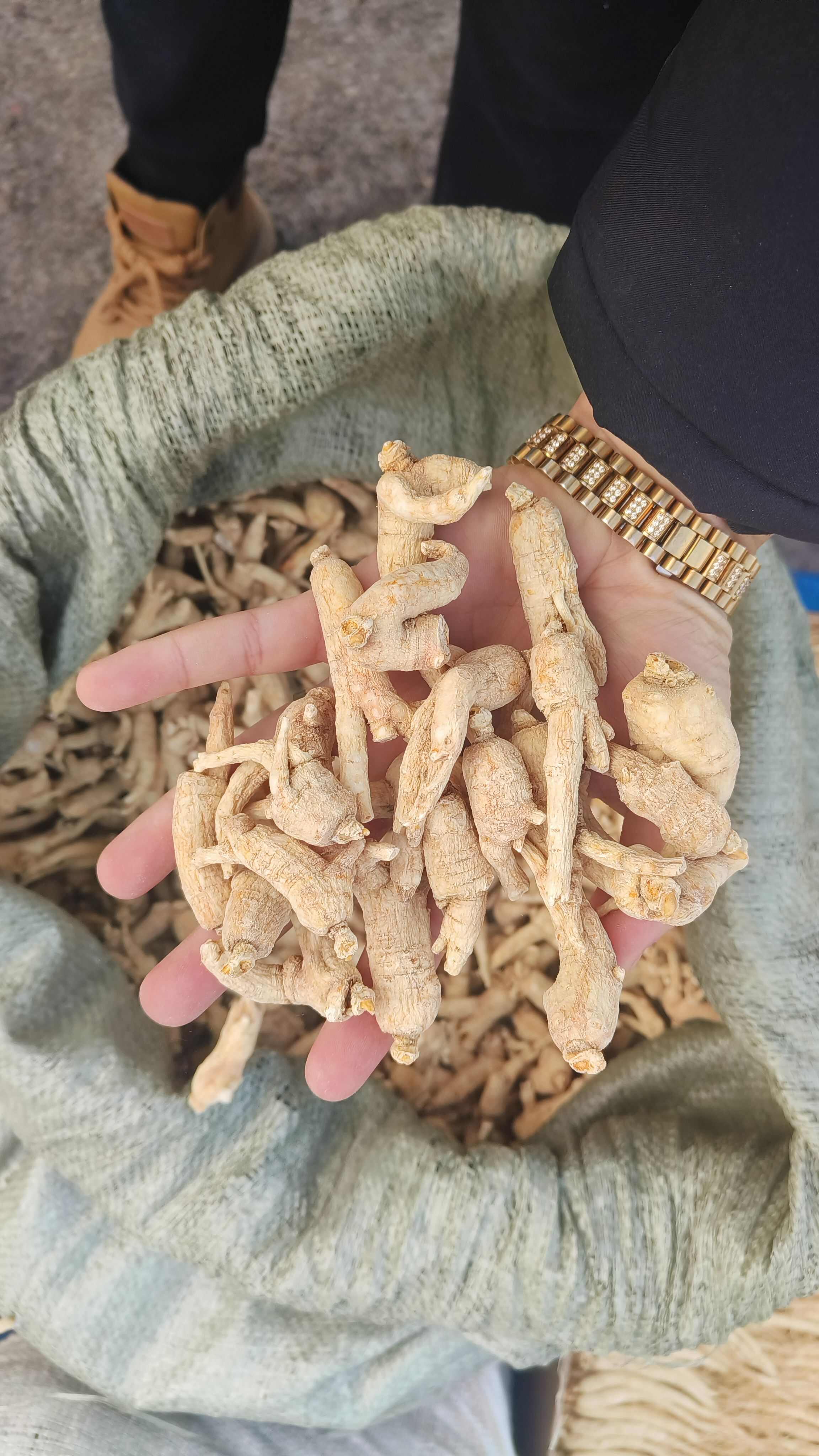 西洋参个子，粒头，长支！纯干无硫！