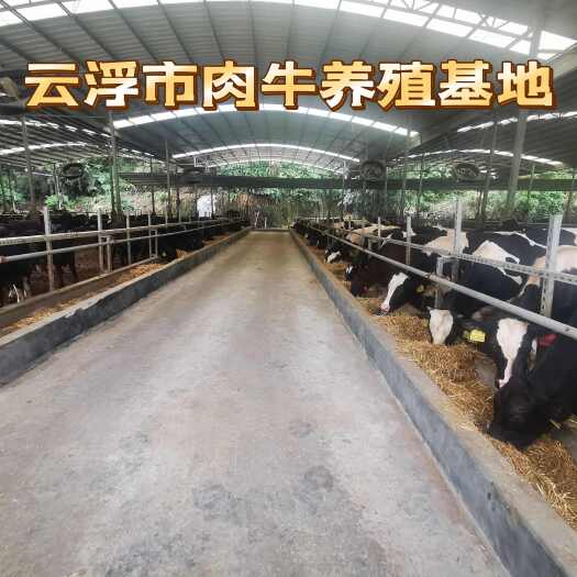 云浮纯牛粪蚯蚓粪有机肥，优质肥料，营养土，基肥追肥