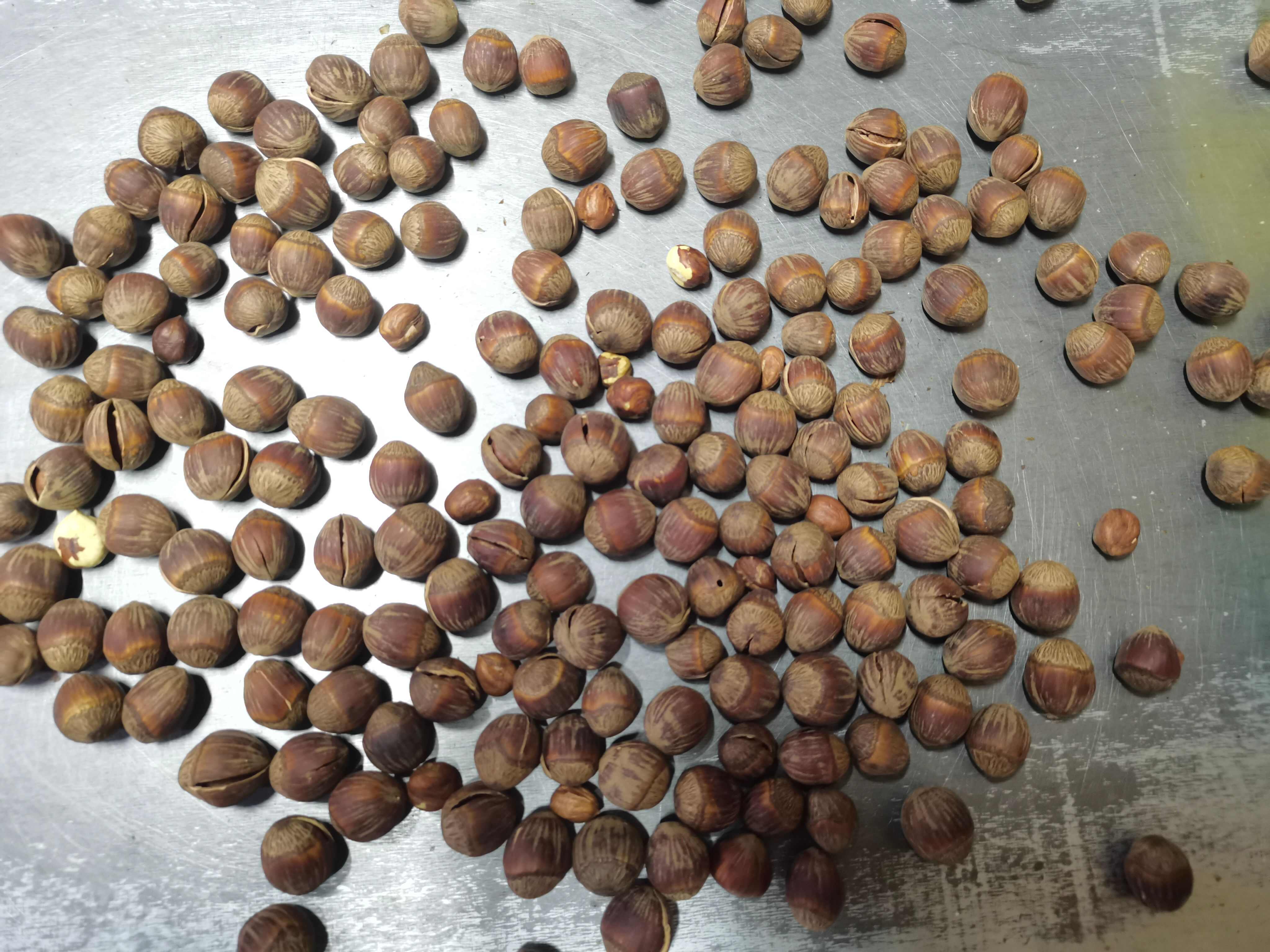 【新货】东北大榛子开口薄皮原味炒熟野生坚果批发 预包装食品