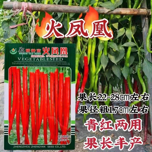 泌阳县火凤凰香辣青红两用线椒种子果长肉中辣型青红两用线椒种籽
