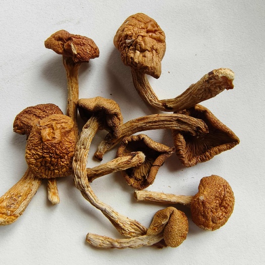 大兴安岭呼中种植滑子菇