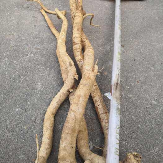 丰城市江西纯现挖现发牛大力