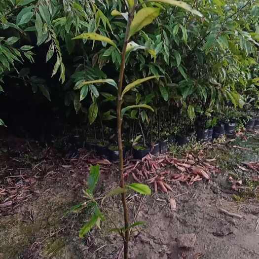 广州红椎