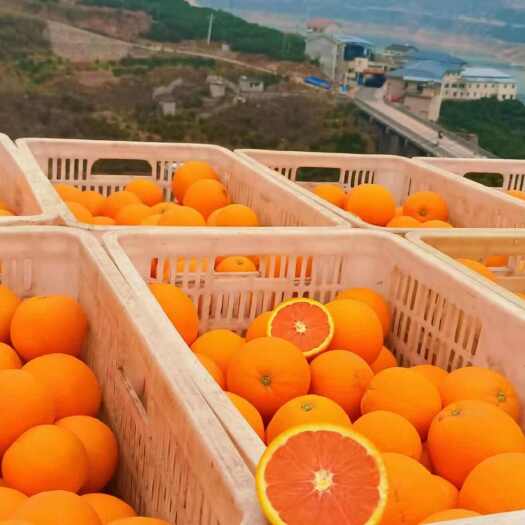 秭归县秭归中华红橙红橙 大量走货中整车