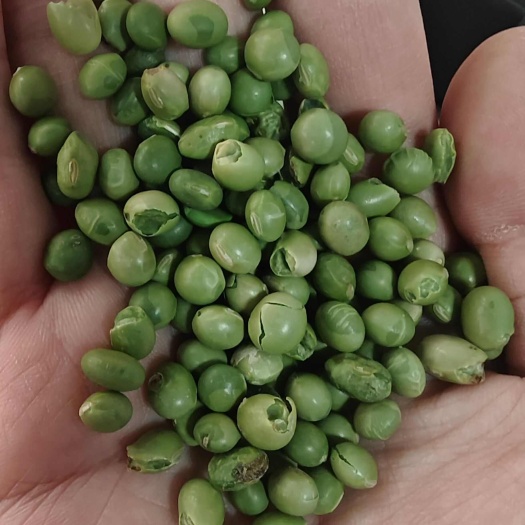 临沂双青豆 下料 双青豆色选粒 豆制品 磨粉专用 食品厂用