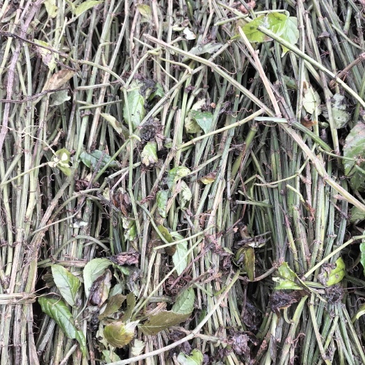 贞丰县大量供应三叶青藤