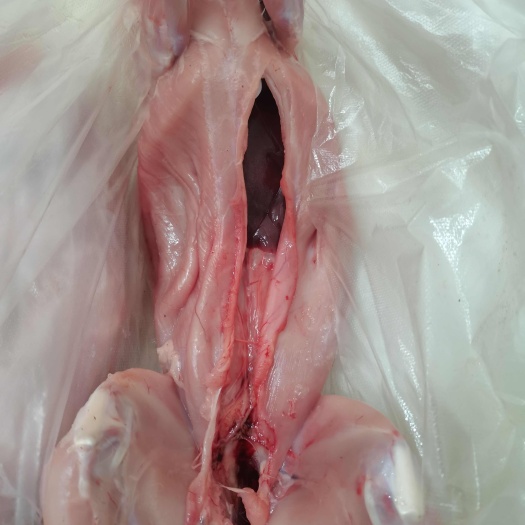 无抗鲜兔肉，现杀后24小时内送货
