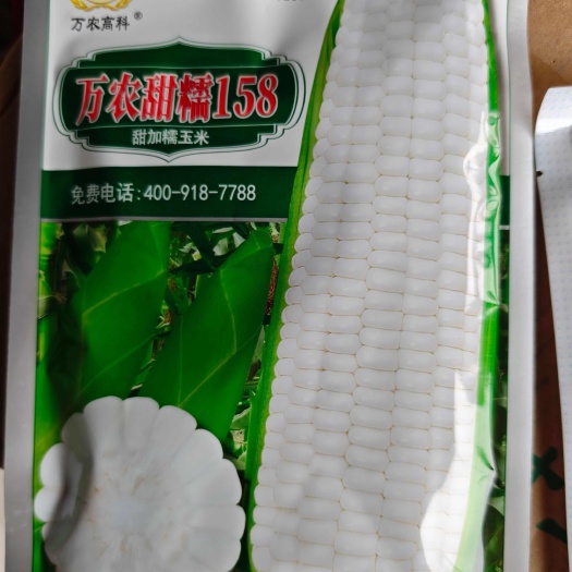 永济市甜糯玉米种子 万农甜糯158糯鲜食玉米种子 早熟品种抗病好