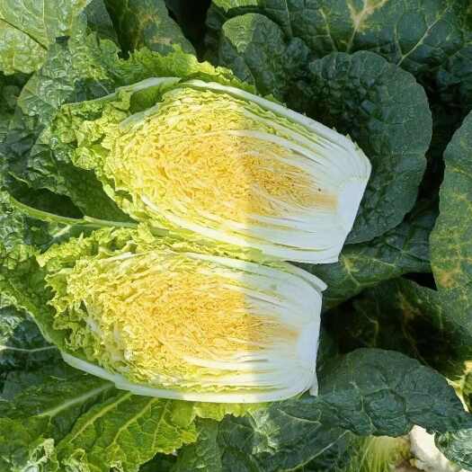 陆良县大娃娃菜