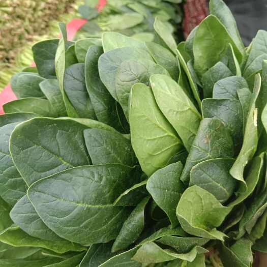 邢台精品菠菜
